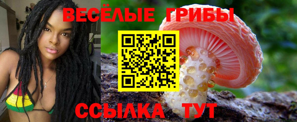 Галлюциногенные грибы Psilocybe Кимры